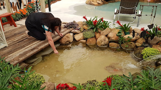 plantas aquáticas para lagos ornamentais